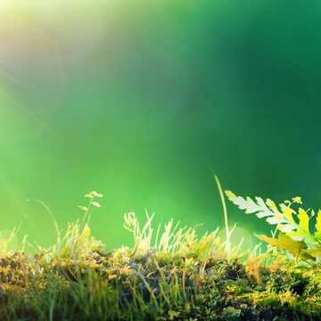 Su Nguyen testimonial image