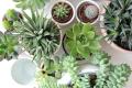 Garden Supplies & Nursery