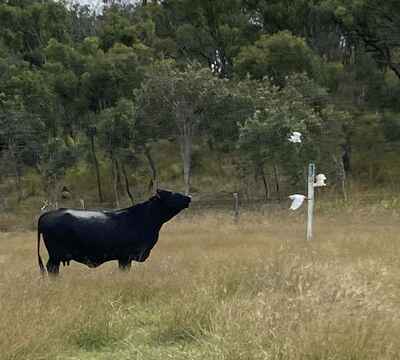 Rural/Lifestyle Listings