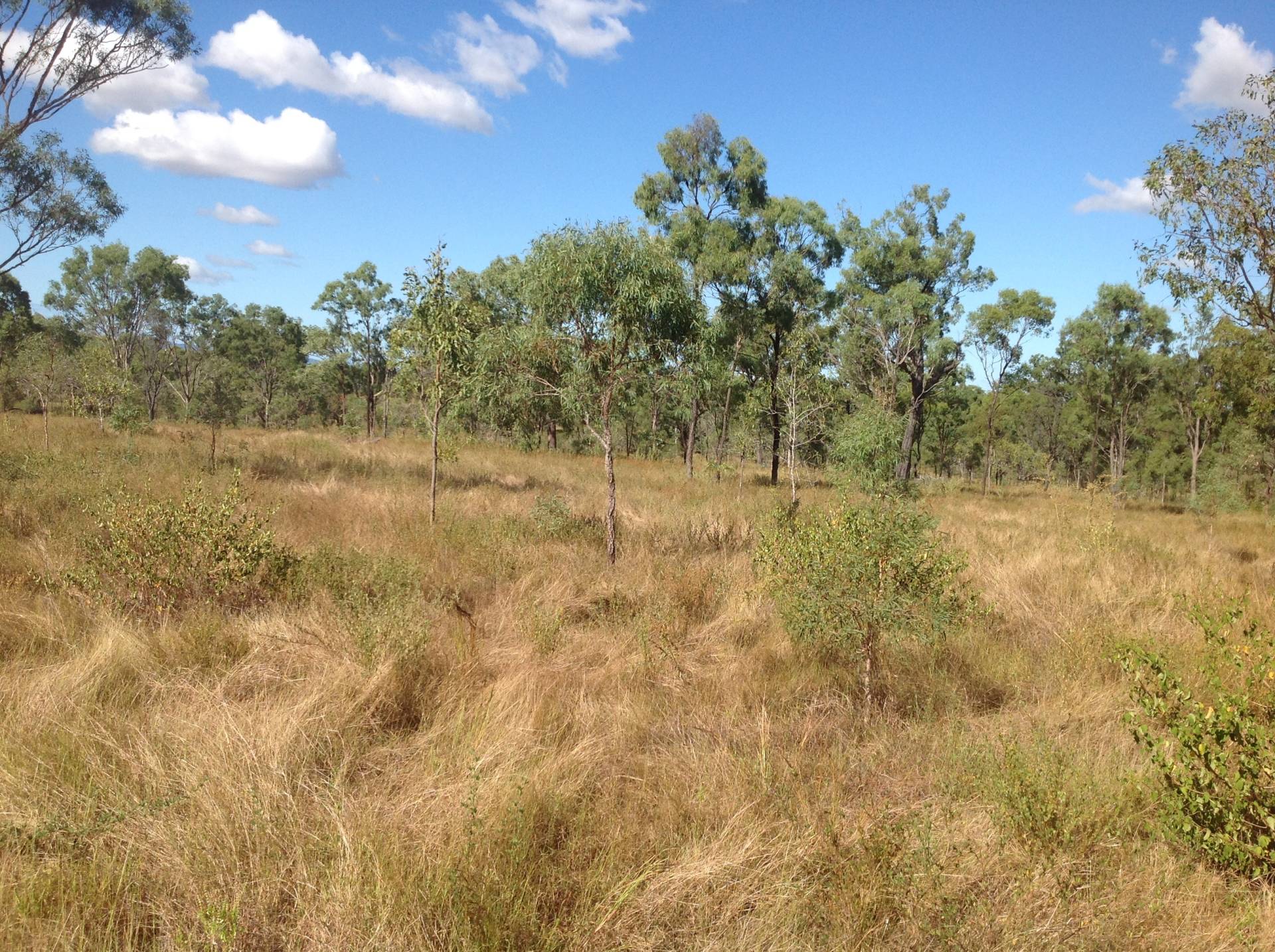 Cherryfield Road, Gracemere QLD 4702, Gracemere - Thumbnail 4