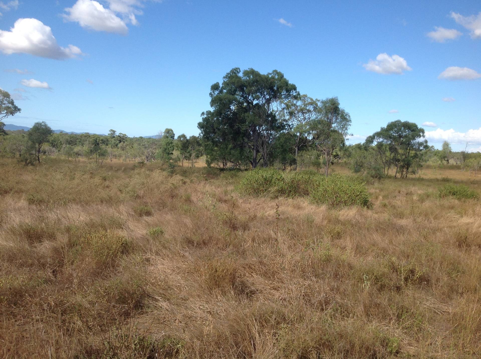 Cherryfield Road, Gracemere QLD 4702, Gracemere - Thumbnail 5