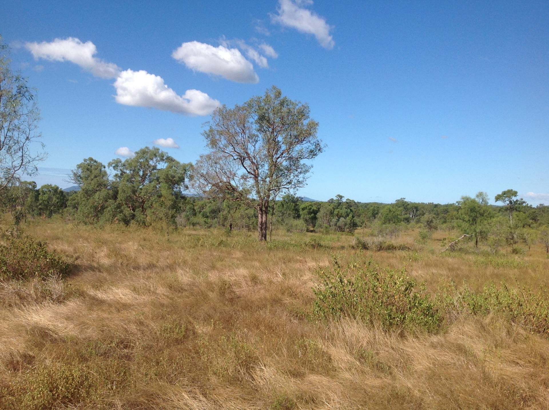 Cherryfield Road, Gracemere QLD 4702, Gracemere - Thumbnail 8
