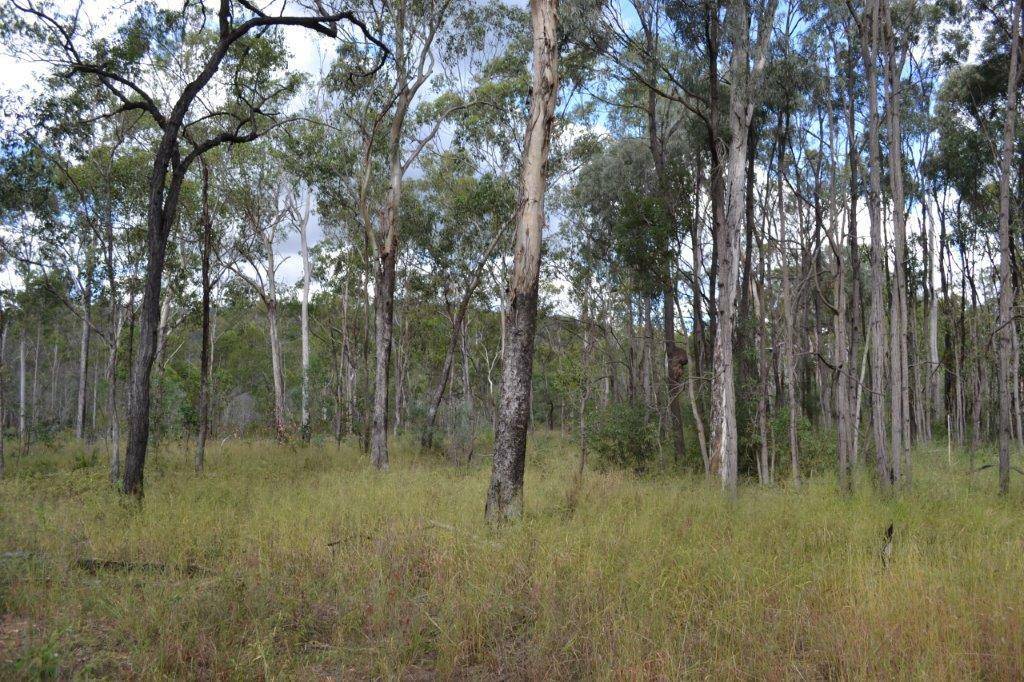 Lot 12 Weale Creek Road, Morinish QLD 4702, Morinish - Thumbnail 5