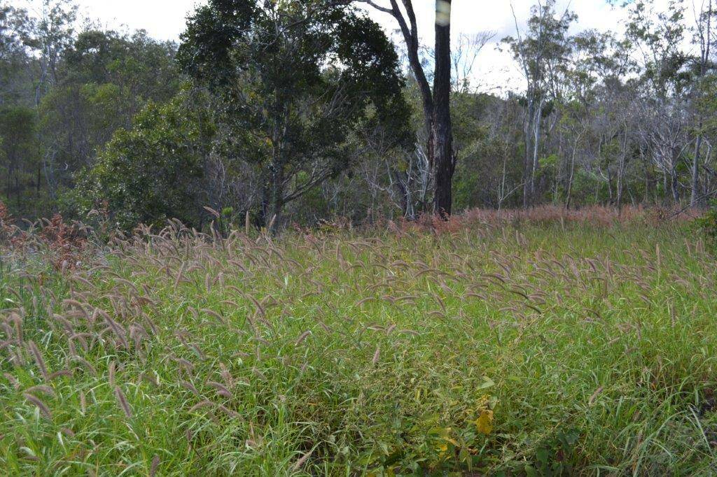 Lot 12 Weale Creek Road, Morinish QLD 4702, Morinish - Thumbnail 6