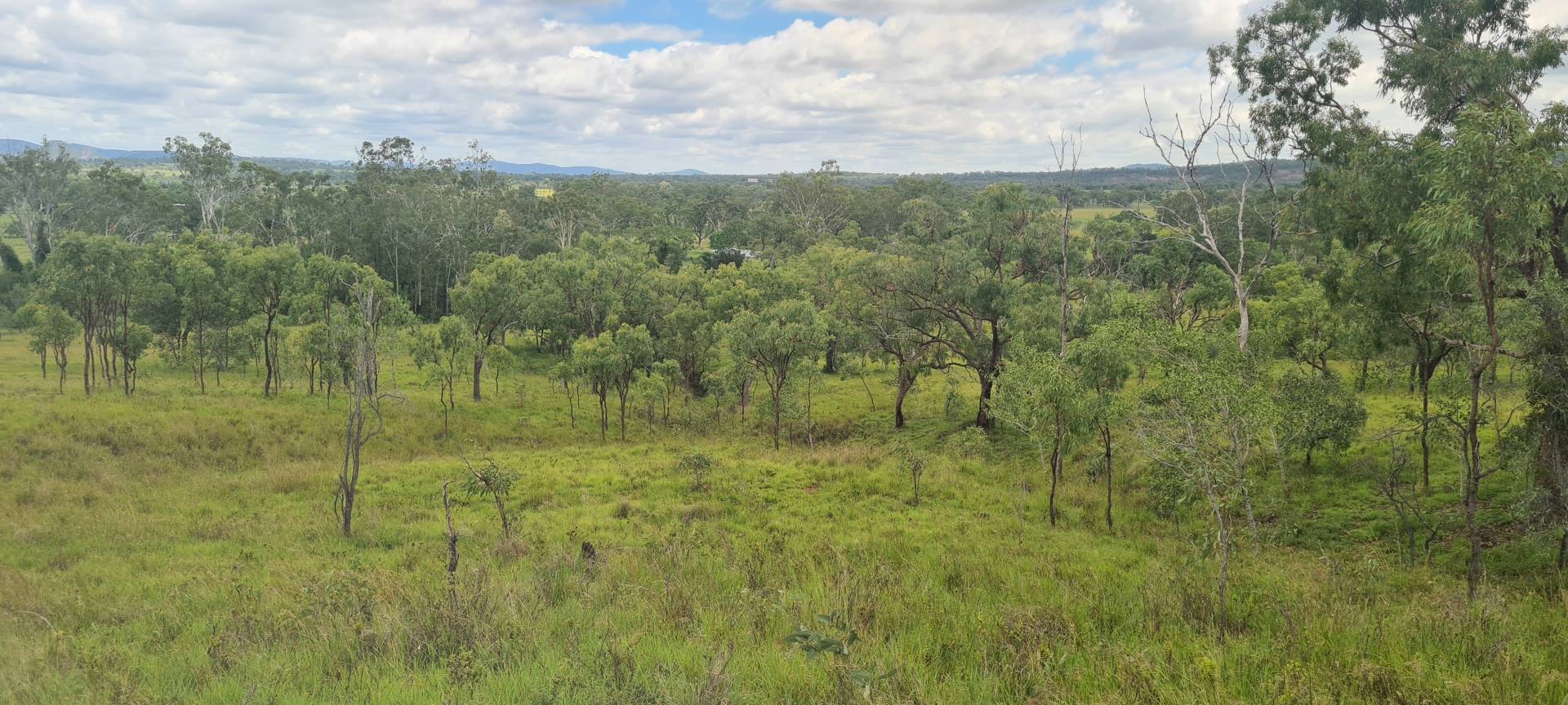 35 Coverley St, Westwood QLD 4702, Westwood - Thumbnail 5