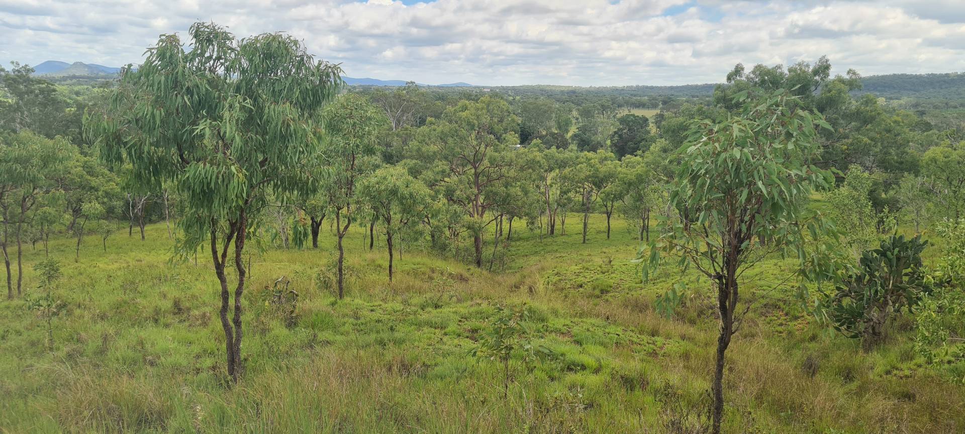 35 Coverley St, Westwood QLD 4702, Westwood - Thumbnail 3