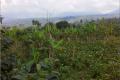 18,500 Sqms coffee farming land