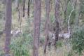OVER 200 ACRES FOR $89,000.00 BE QUICK