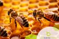 Apiary - Buzzing with Many Growth Opportunities