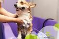 Profitable Pet Grooming Salon | Established, Reputable & Turnkey