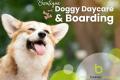 Boutique Doggy Daycare & Boarding - Wellington Region