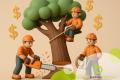 Arborist Business - Option for a Managed Operation | Auckland to North