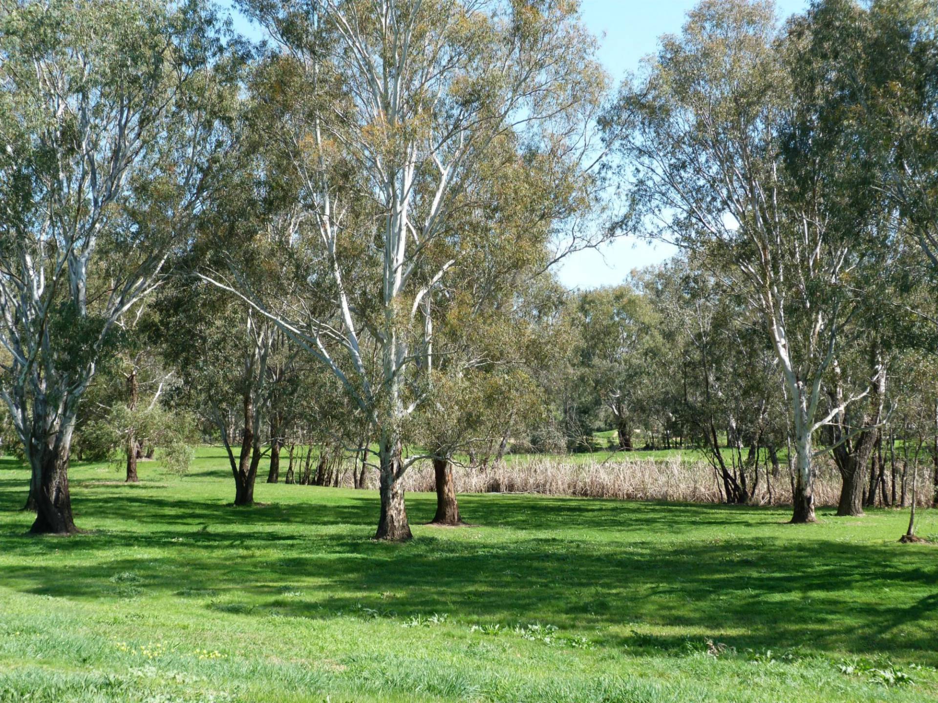 5 Psaltis Parade, Benalla VIC, Benalla - Thumbnail 3