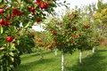 Orchard For Sale