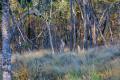 Lifestyle Acreage – Lot 13 Walkers Road, South Burnett Region