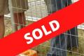 19126 Temporary Fencing Hire Business - SOLD