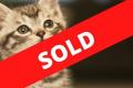 22263 Growing Kitty Litter eCommerce Business - SOLD