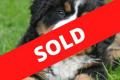 23281 Profitable Boutique Pet Kennel & Cattery – SOLD
