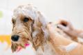 34336 Profitable Mobile Dog Grooming Business Including Van