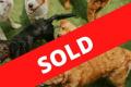 Profitable Dog DayCare – SOLD