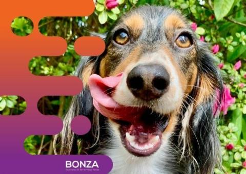 35203 Profitable Dog Day Care & Retreat – Repeat Customer Base