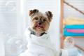 18119 Dog Grooming, Pet Minding and Dog Walking Business