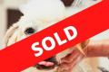 21153 Popular and Profitable Pet Grooming Salon - SOLD