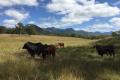 Quality Forest Grazing Land
