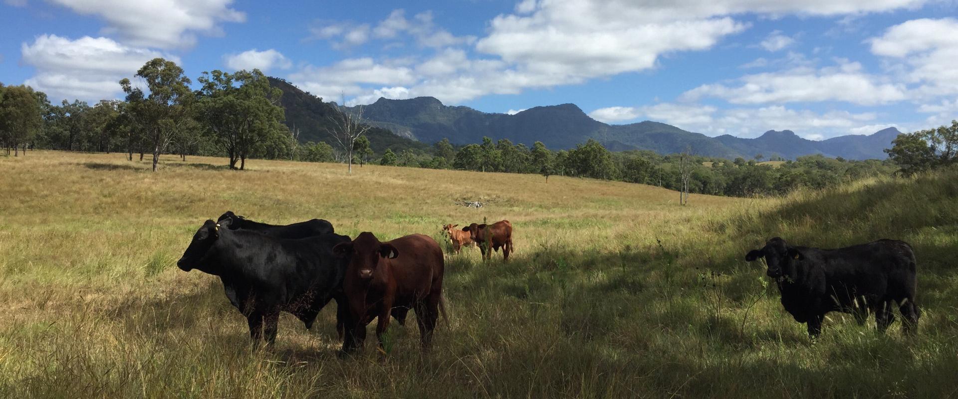 Quality Forest Grazing Land Boonah Real Estate