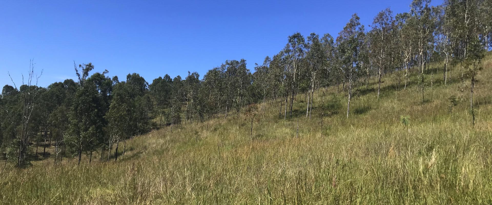 Rural Grazing Land close to Boonah ! Boonah Real Estate