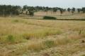 QUALITY GRAZING WITH CREEK FRONTAGE
