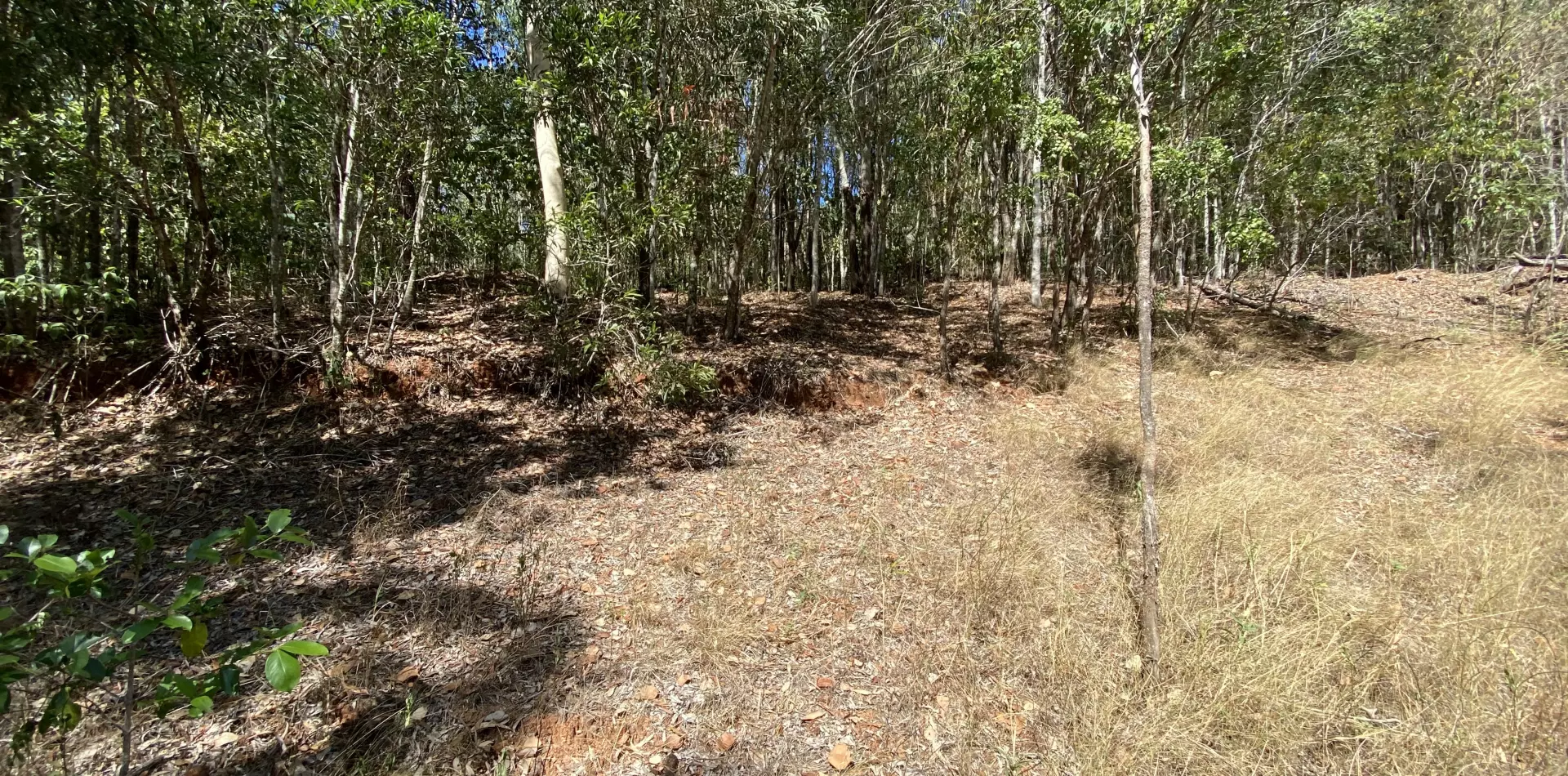 Bushland behind house pad #1