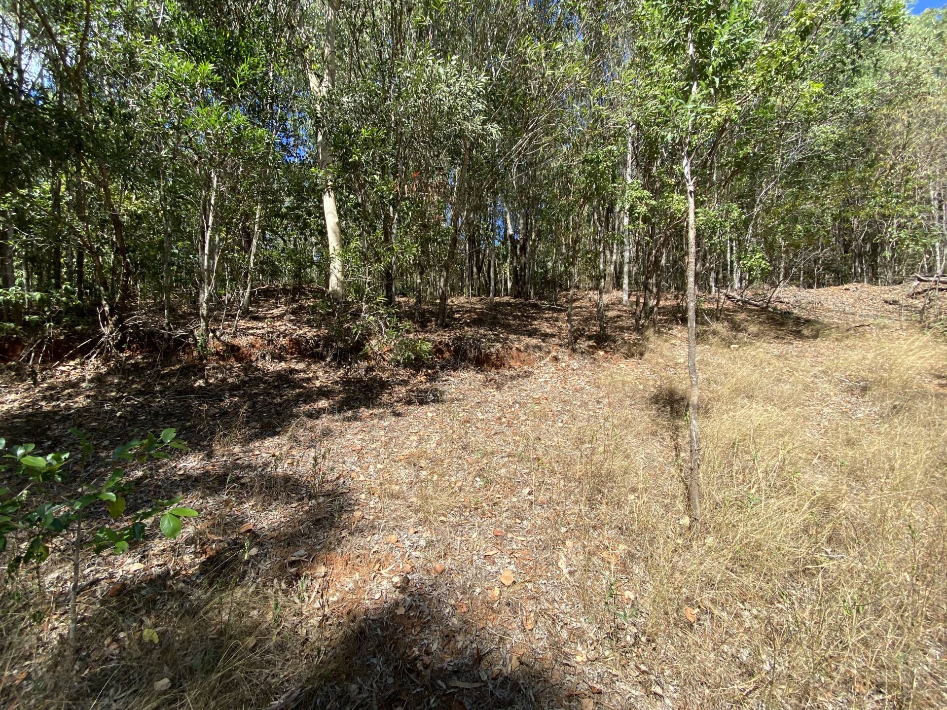 Bushland behind house pad #1