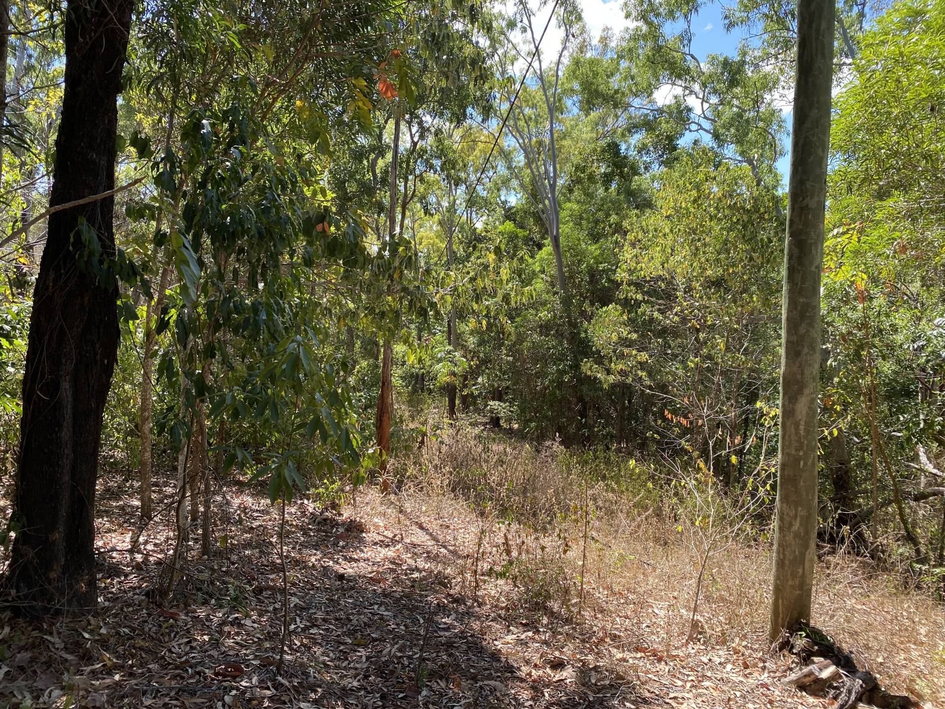 View of driveway back down to house pad #1