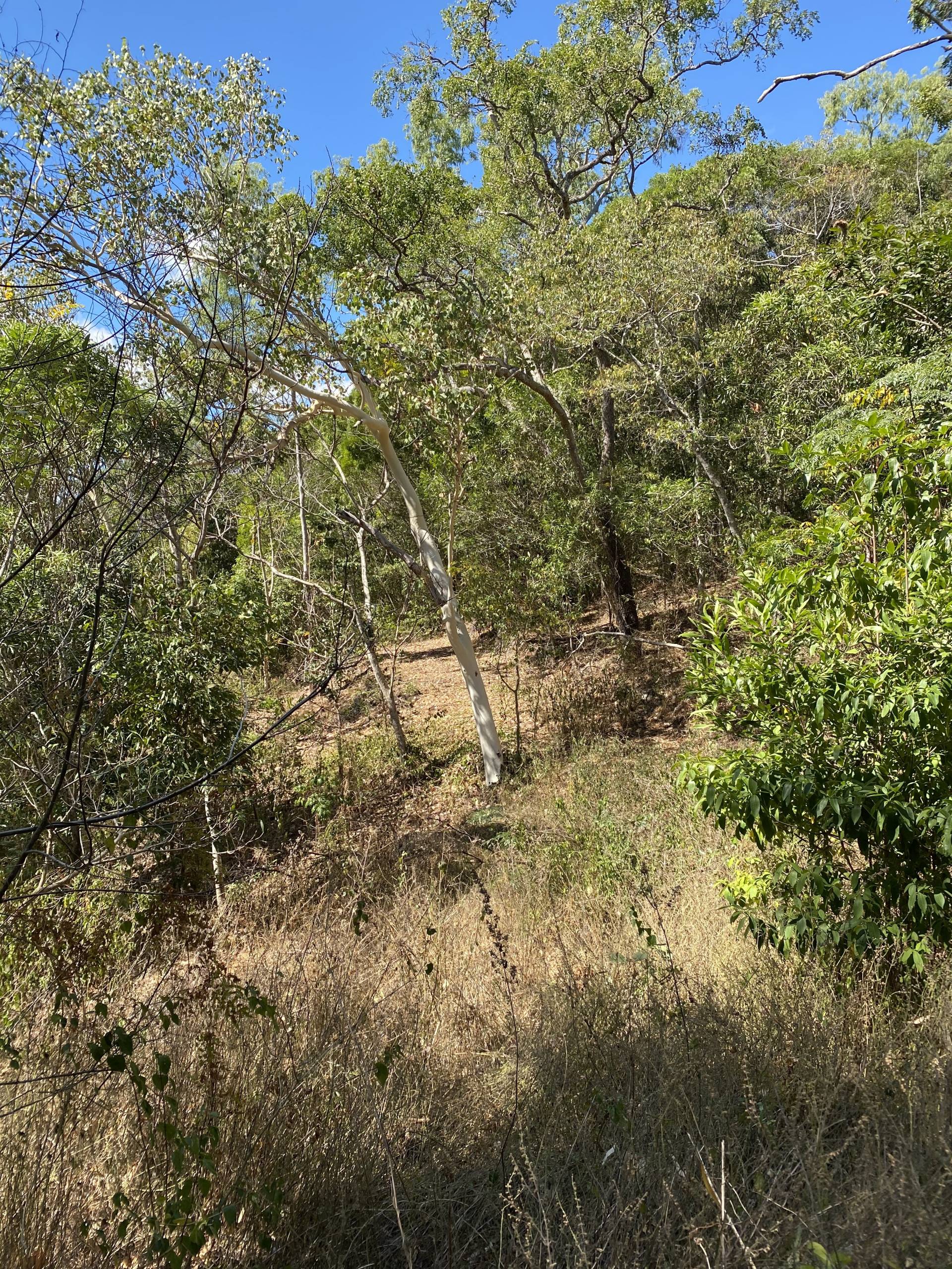 Standing on house pad #2 looking at driveway