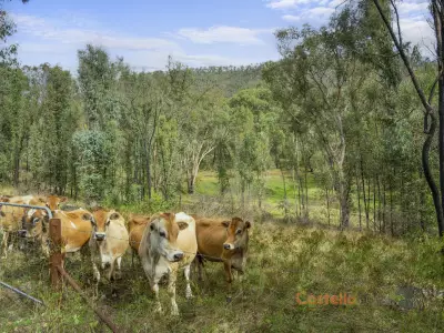 Vidura Delpitiya testimonial image