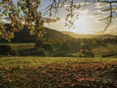 Dee & Cameron Harmer testimonial image