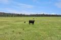 Tree-Change with Sea-Change in Far East Gippsland