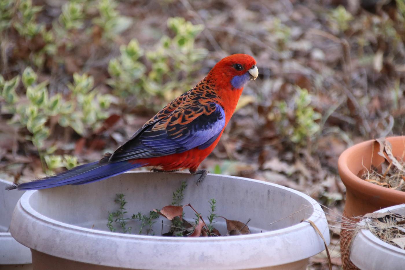 Eastern Rosella's call this home