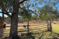 Stanthorpe Grazing country