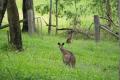 RARE VACANT LAND CLOSE TO NOOSA