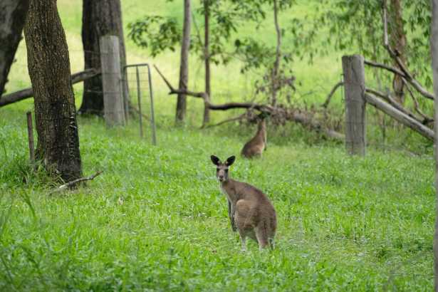 RARE VACANT LAND CLOSE TO NOOSA