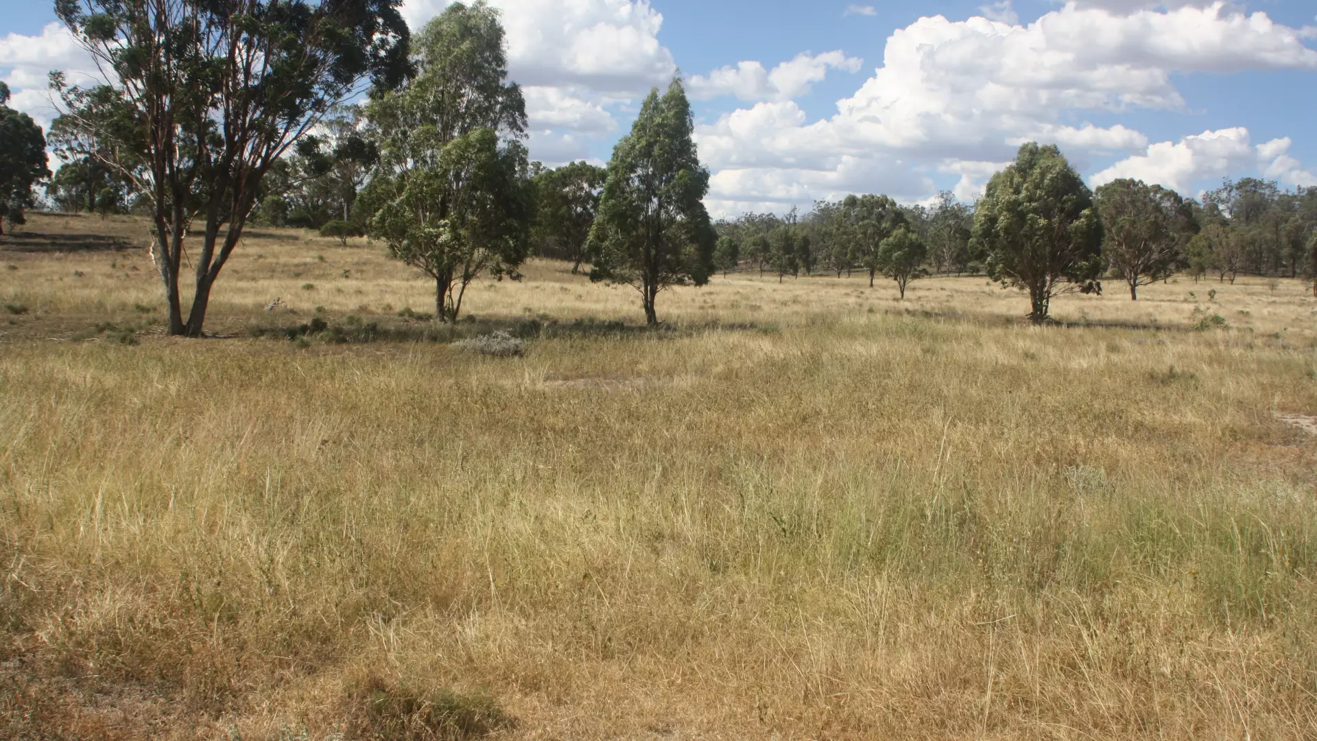 Southern paddock