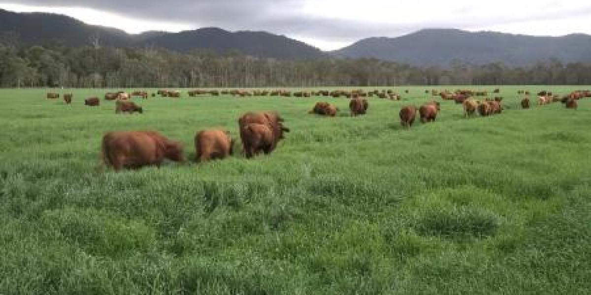 Lifestyle, Livestock or Cropping.