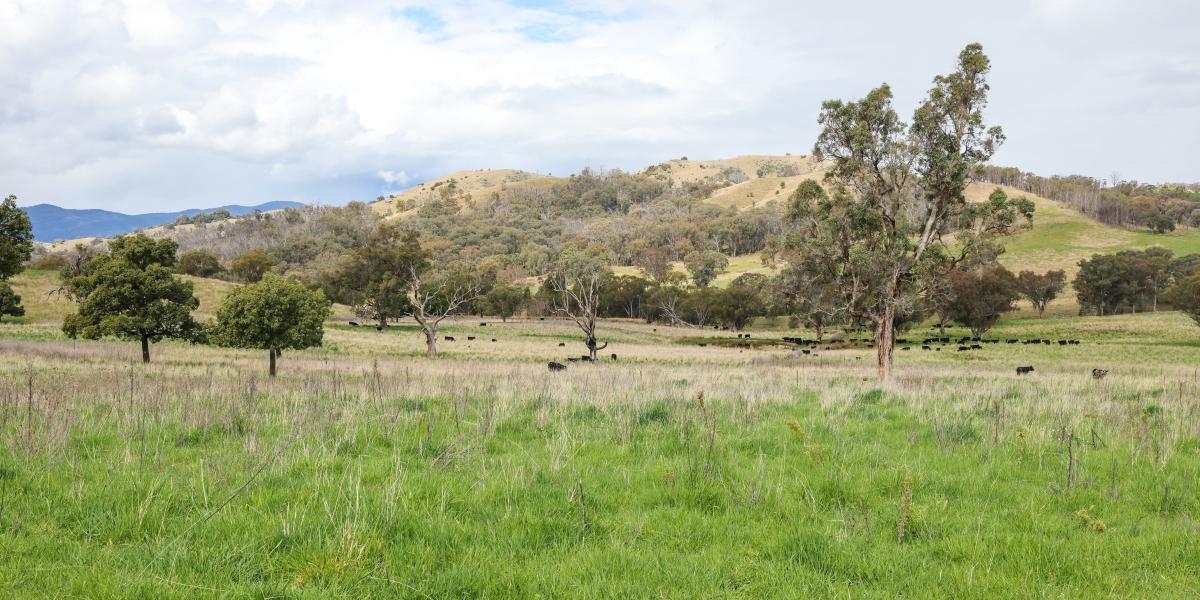 Lifestyle & Acres close to Tamworth