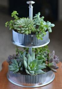 Cake Tin Succulent ideal for inside