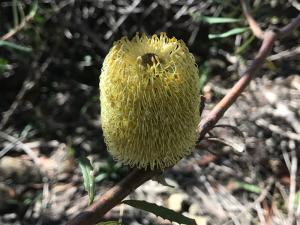 Australian Native Flower