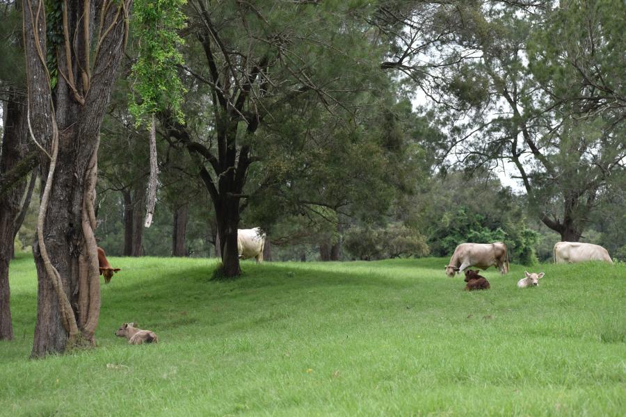 Ballymore: Premium Location, Fertile Opportunity