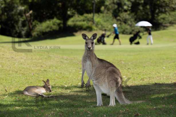 Golf Course Opportunity