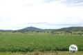 CEDAR POINT - KYOGLE